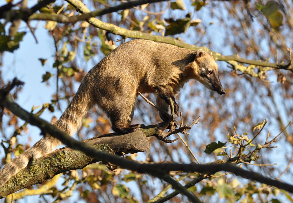 What Exotic Pets are Legal in New Jersey? image