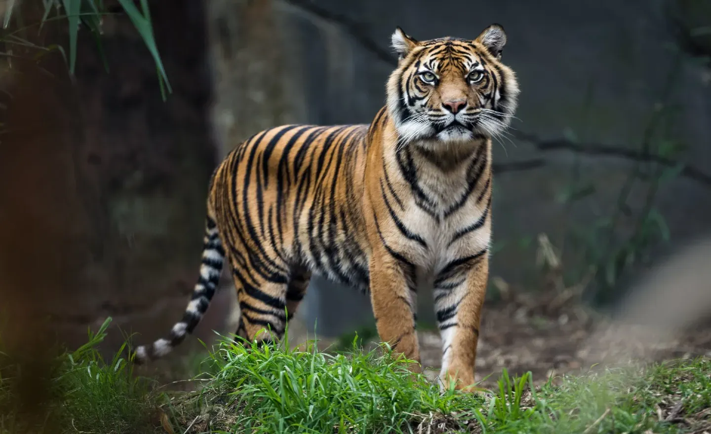 What Exotic Pets are Legal in New Mexico? preview