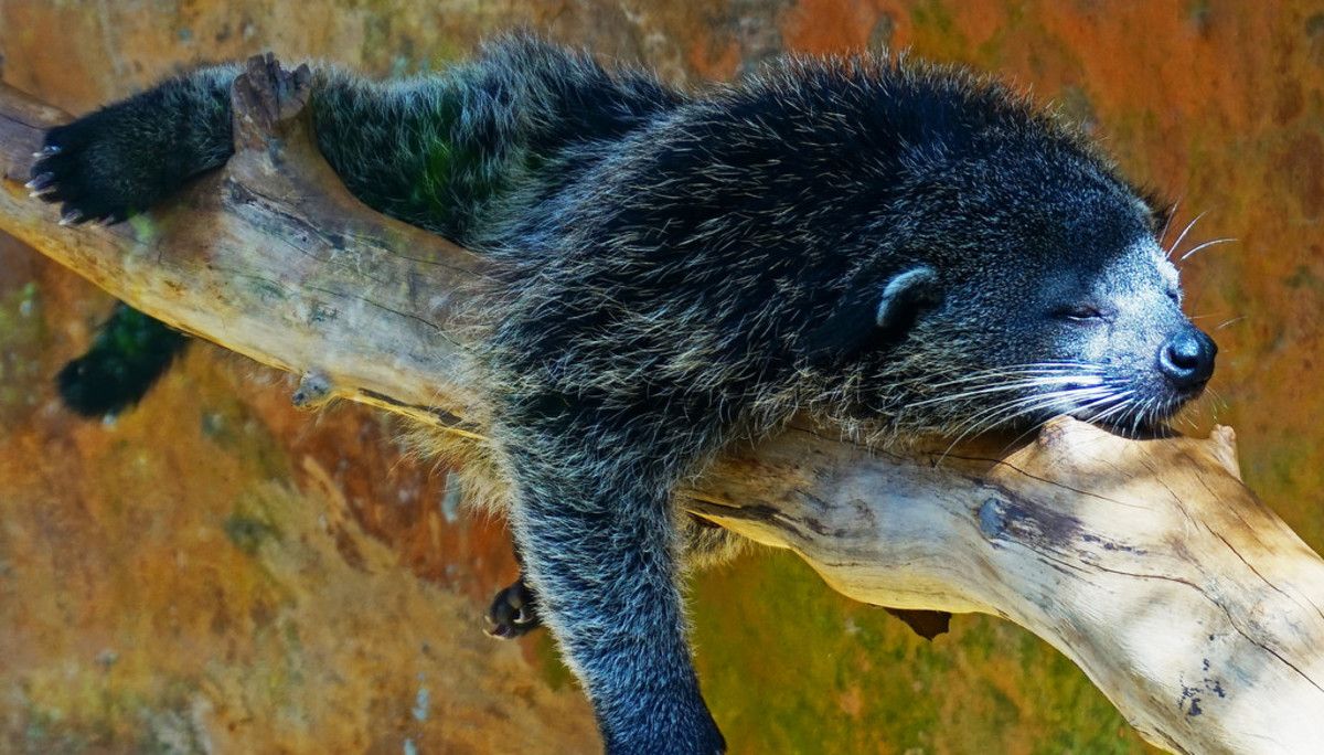 What Exotic Pets are Legal in New York? image