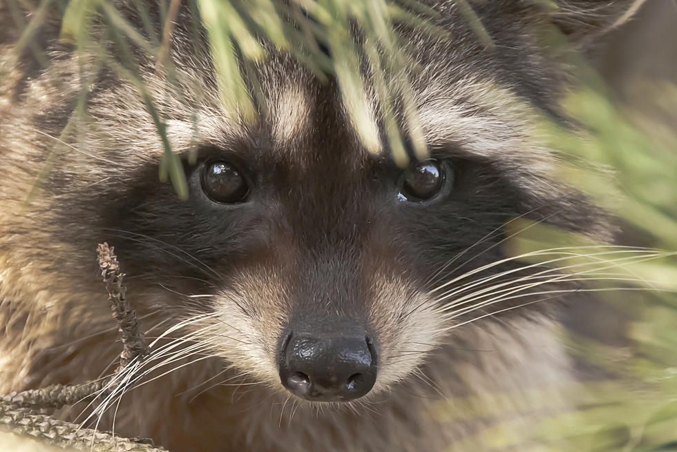 What Exotic Pets Are Legal In North Dakota? preview