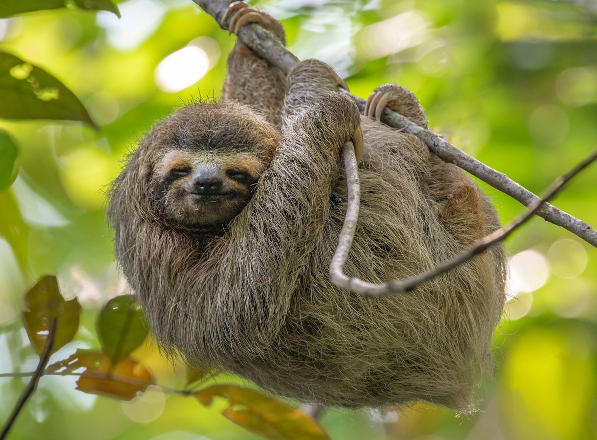 What Exotic Pets Are Legal In Ohio? preview