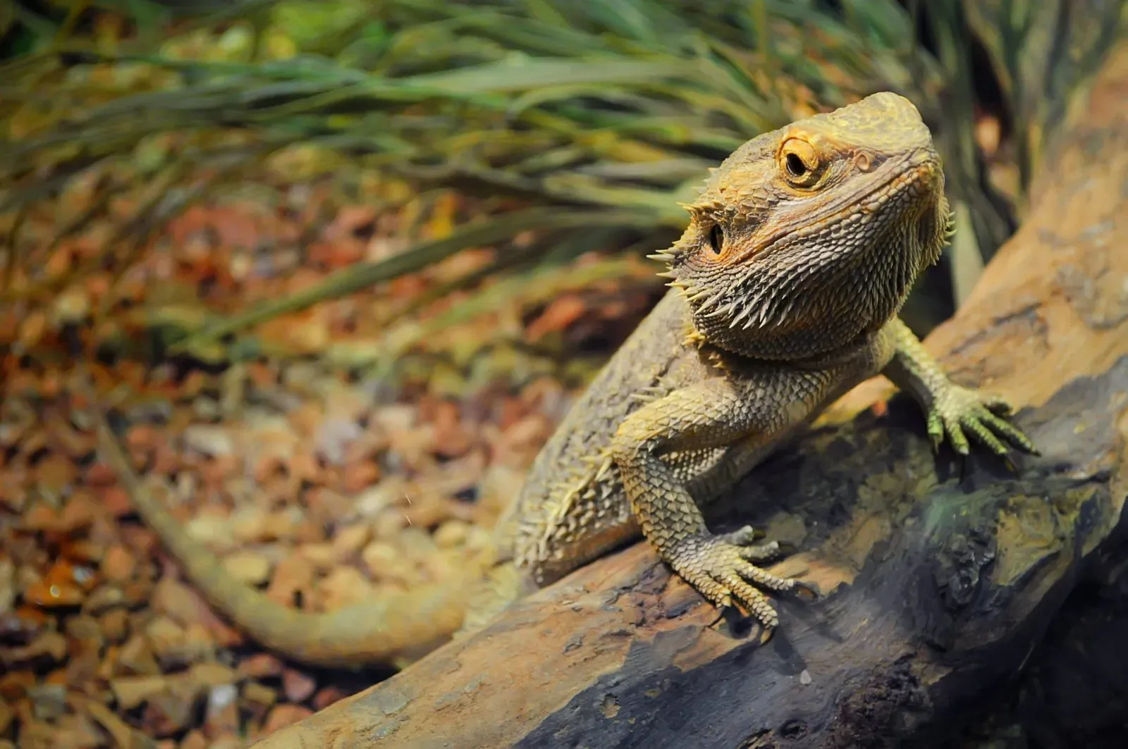 What Exotic Pets Are Legal In Oklahoma? preview