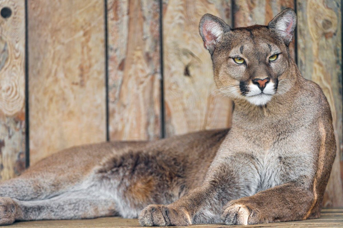 What Exotic Pets Are Legal In Oregon? preview