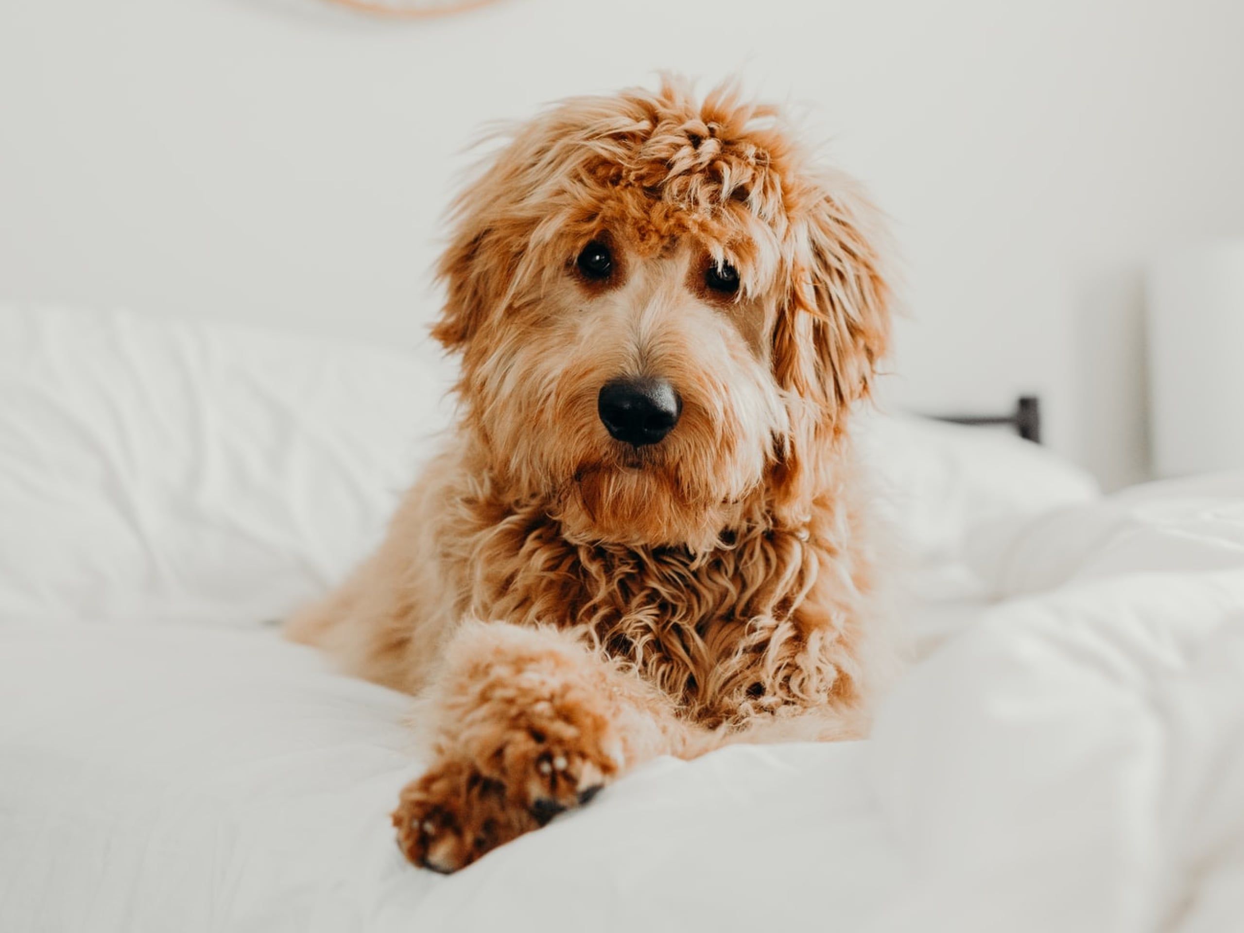 10 Fun Games to Play With Your Dog image