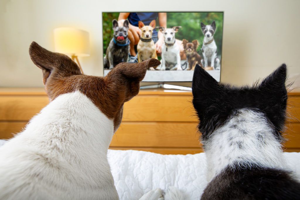 What Happens When Dogs Watch TV? image