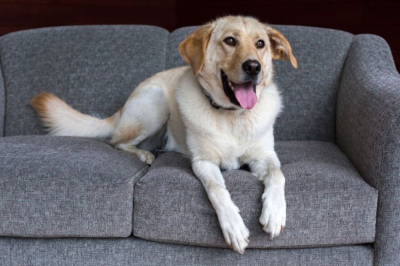 What Is the Most Popular Dog Name in California image