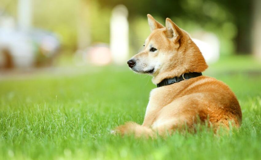 What Is the Most Popular Dog Name in Japan image