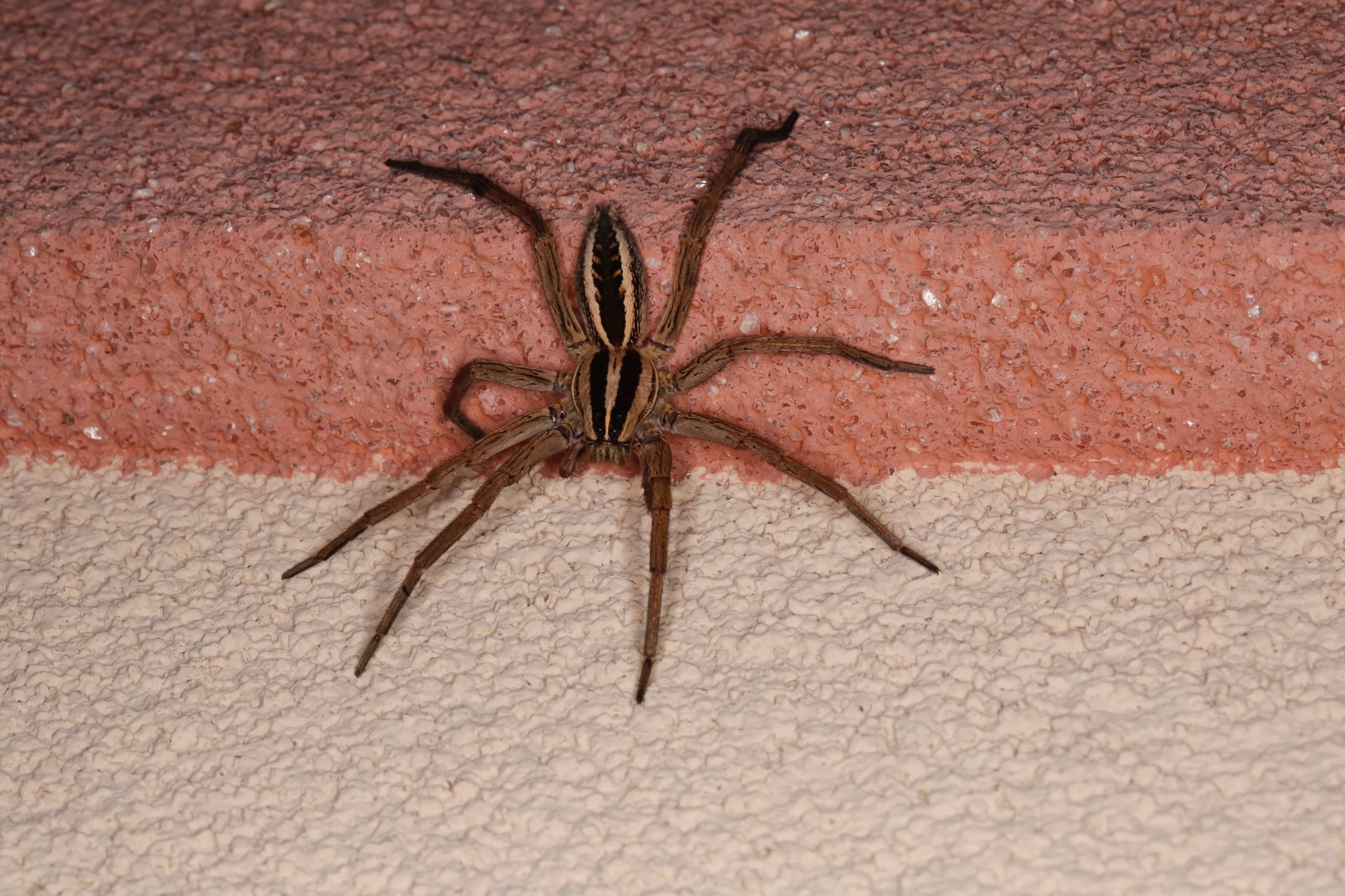 What Poisonous Spiders Are in Alaska? image