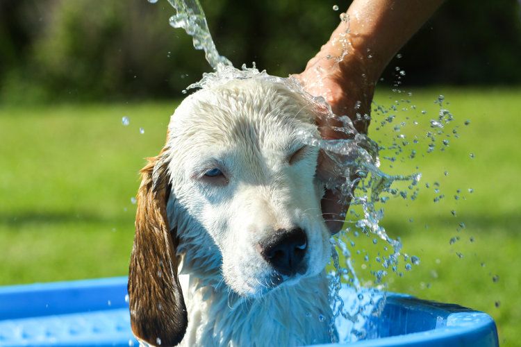 What Temperature Water Do Dogs Like for Baths? preview