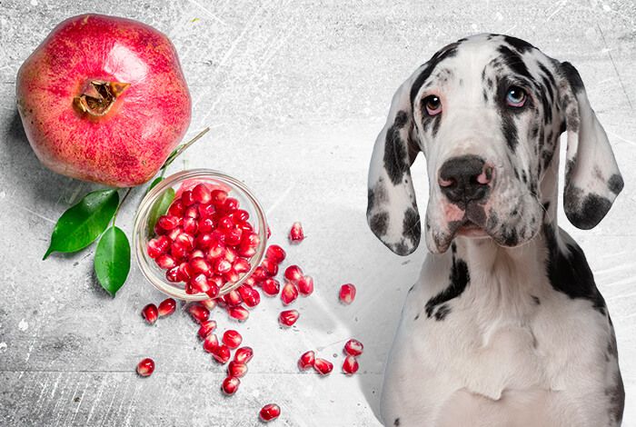 What Would Happen If a Dog Ate a Pomegranate? preview
