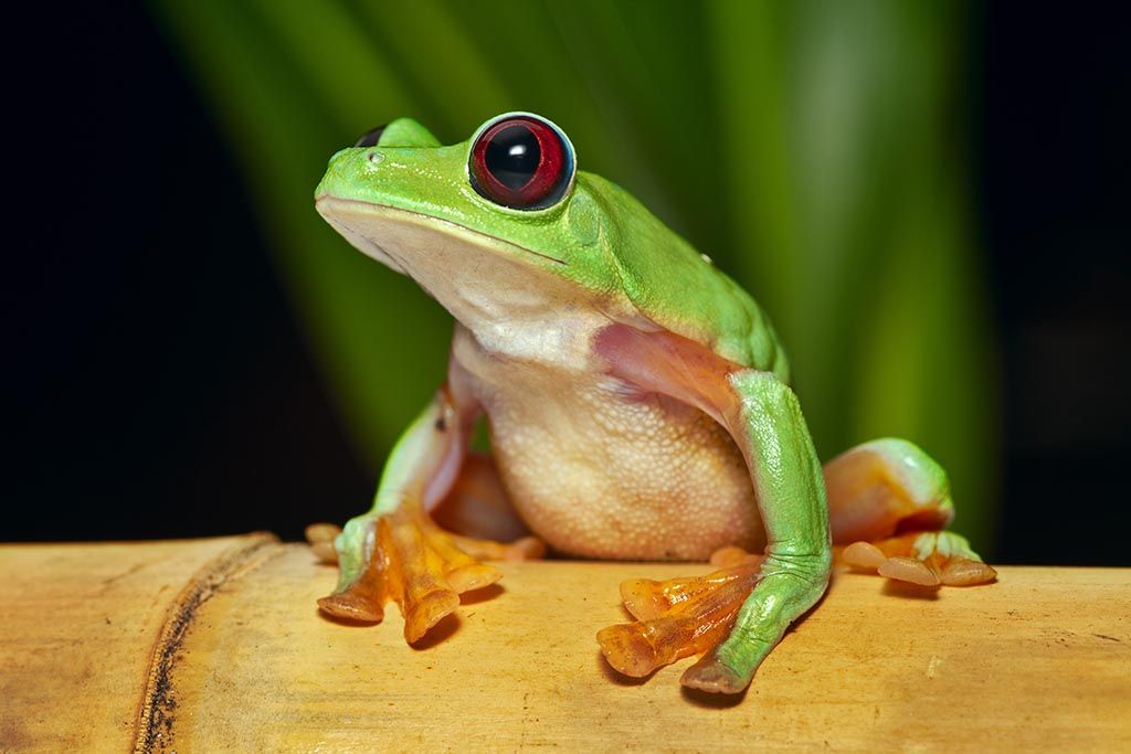 When Frogs Fly image