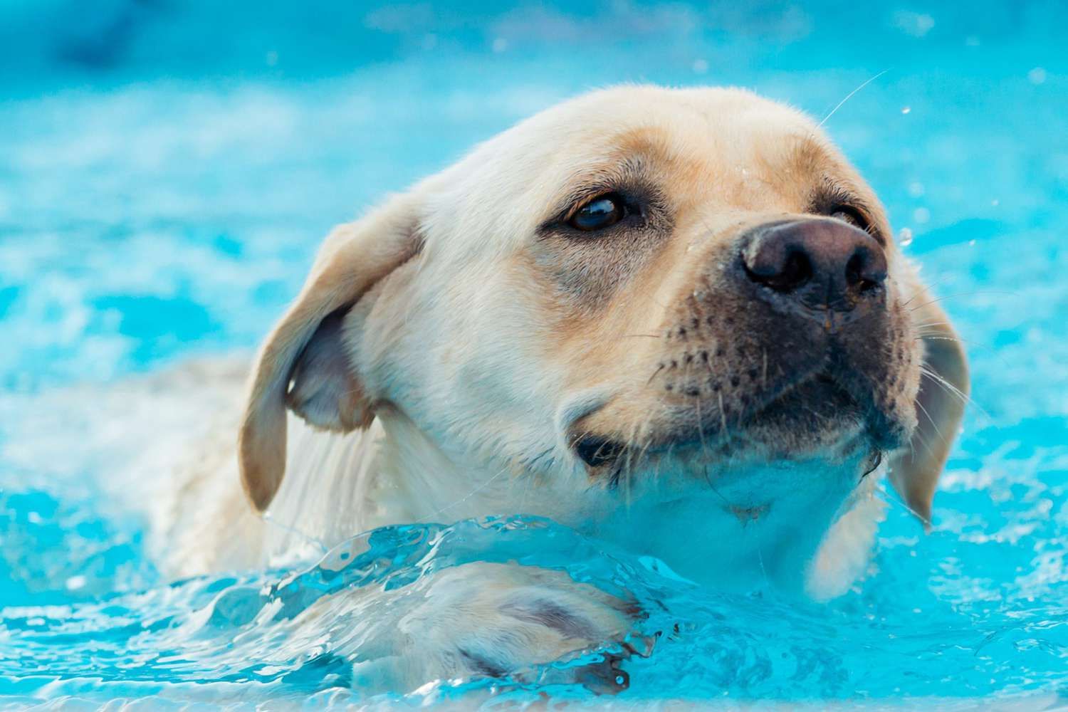 When to Teach a Dog to Swim image