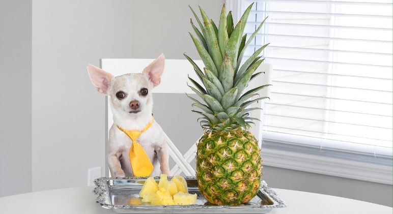 Why Can't Dogs Eat Pineapple? preview
