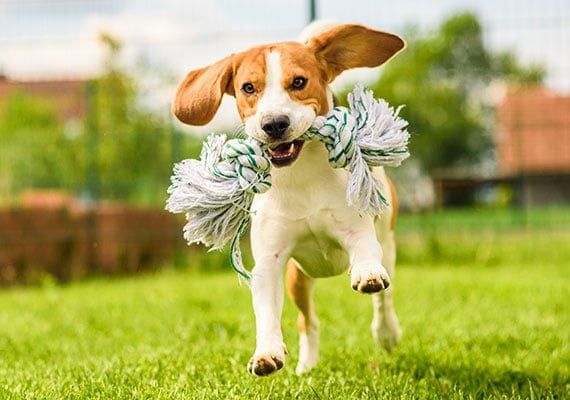 Why Do Dogs Like Rope Toys? preview