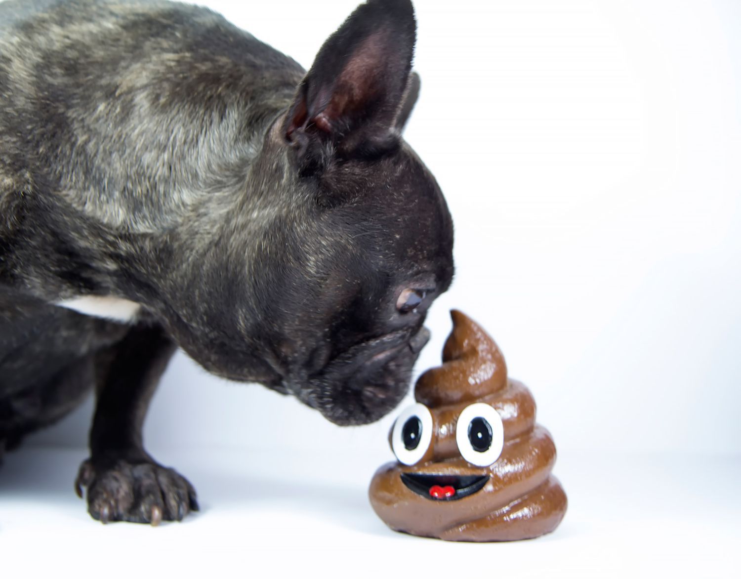 Why Do French Bulldogs Eat Poop? preview