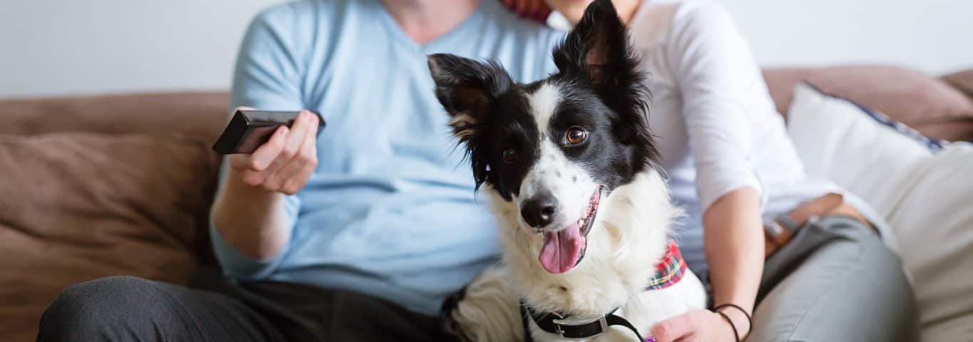 Why Do Some Dogs Watch TV and Others Ignore It? image