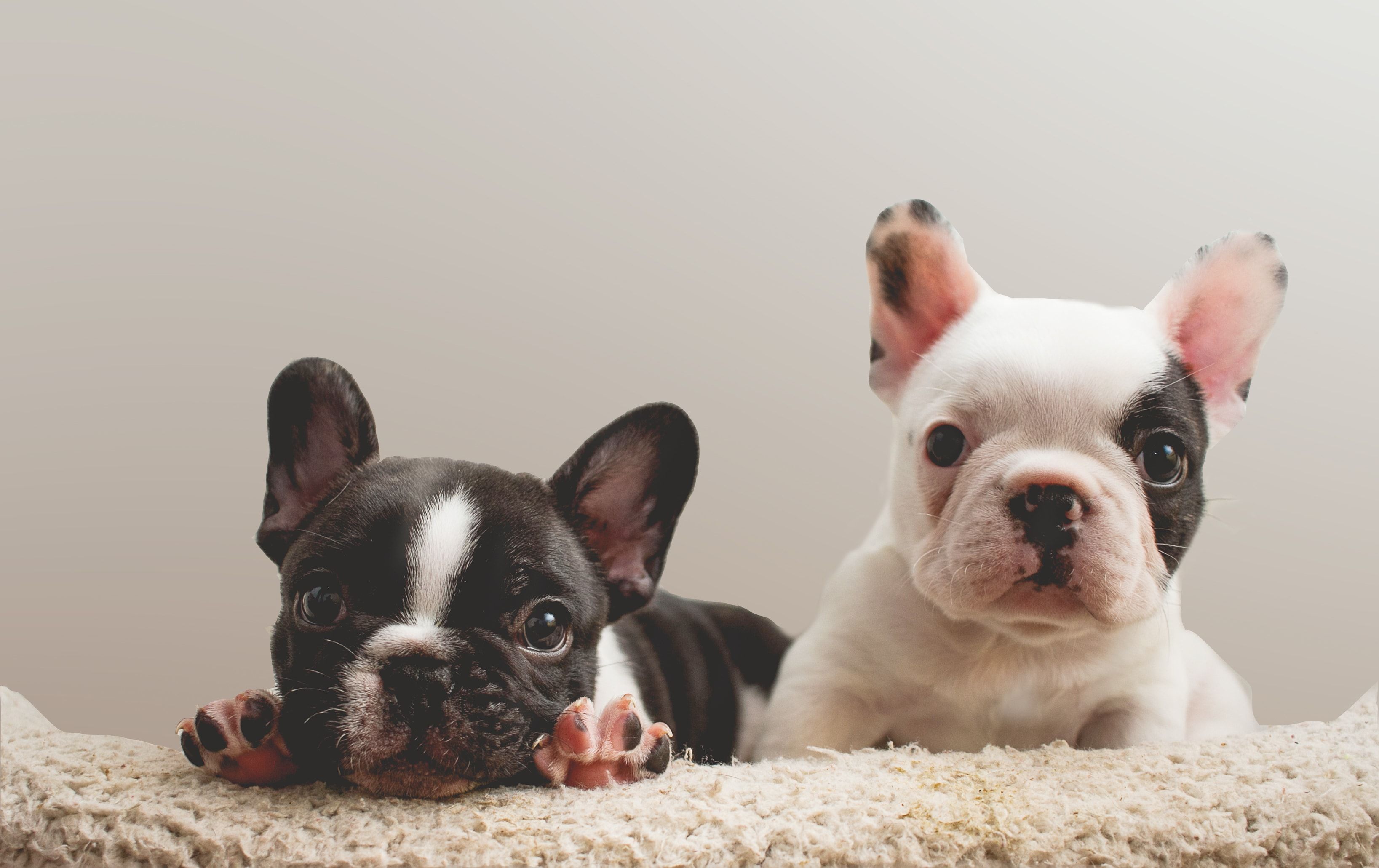 Why Are French Bulldogs So Expensive? preview