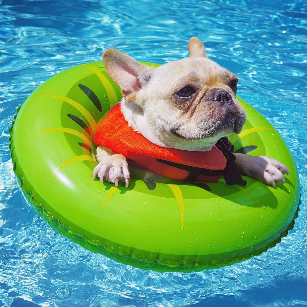 Why French Bulldogs Can't Swim? preview