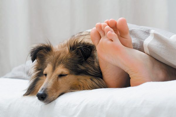 Why is My Canine Sleeping in Mattress With Me? image